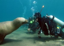 buceo puerto madryn