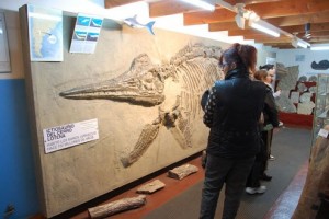 fósil de un dinosaurio